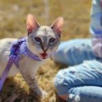 Banfield Pet Hospital