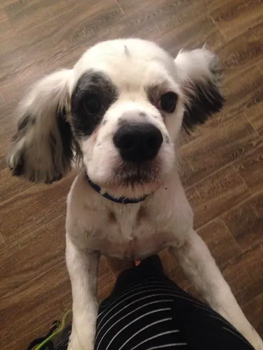 Banfield Pet Hospital Picture 5