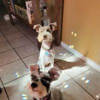 Vetco Total Care Animal Hospital ico