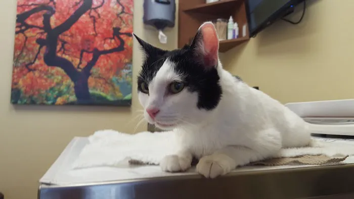 Hill Country Animal Hospital Picture 5