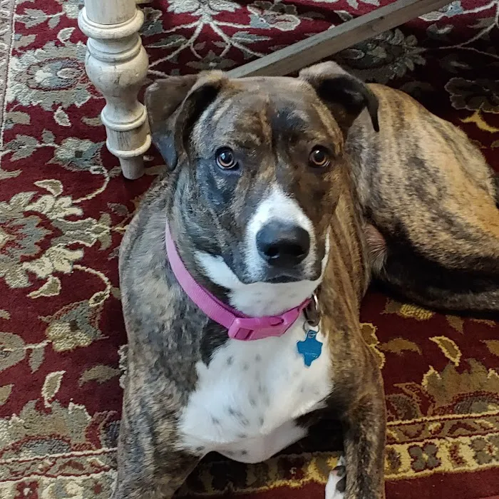 Hooves & Paws Veterinary Clinic Picture 8