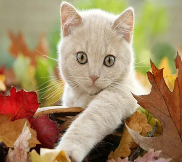 Hooves & Paws Veterinary Clinic Picture 5