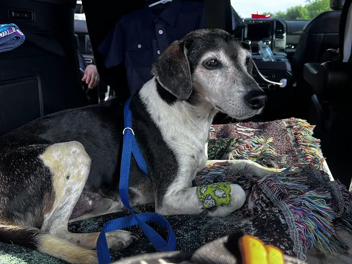 MissionVet Specialty & Emergency Picture 8