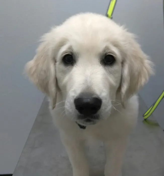 Vanguard Veterinary Clinic Redland Picture 1