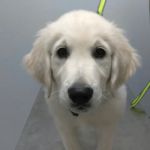 Vanguard Veterinary Clinic Redland