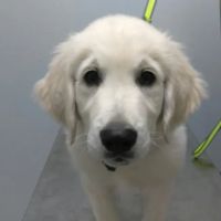 Vanguard Veterinary Clinic Redland ico