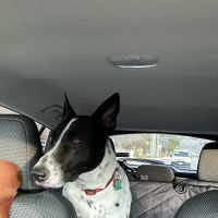 Acres North Animal Clinic ico
