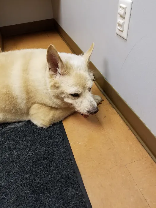 Woodland Animal Hospital Picture 8