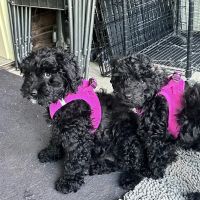 Hazel Dell Animal Hospital ico