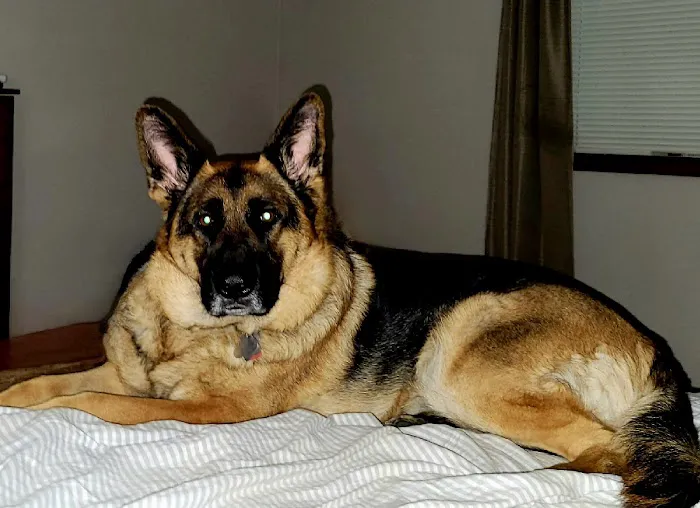 Hazel Dell Animal Hospital Picture 2