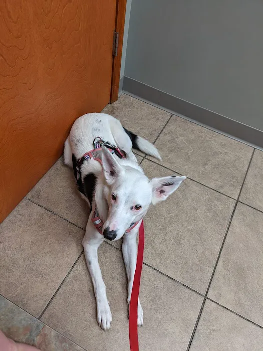 Hazel Dell Animal Hospital Picture 4