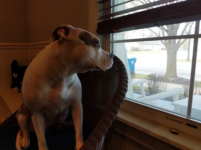Cottage Animal Clinic of Carmel Picture 2
