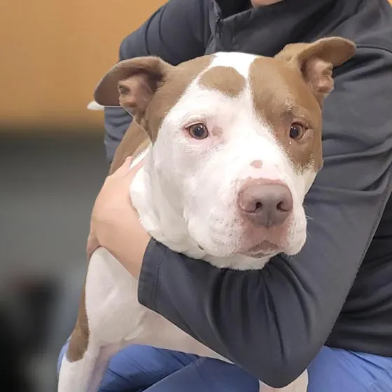 Carmel Pet Wellness Clinic Picture 2