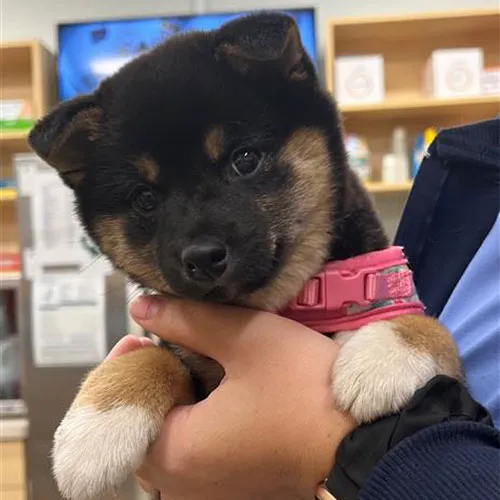 Carmel Pet Wellness Clinic Picture 1