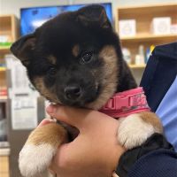 Carmel Pet Wellness Clinic ico