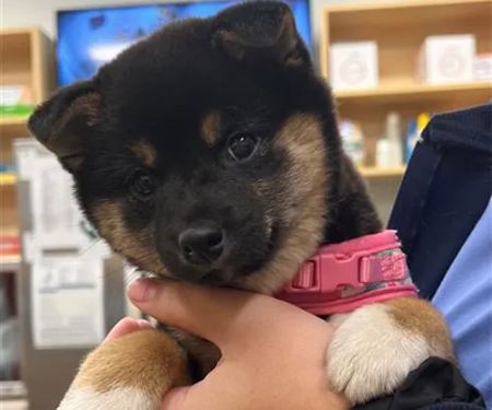 Carmel Pet Wellness Clinic