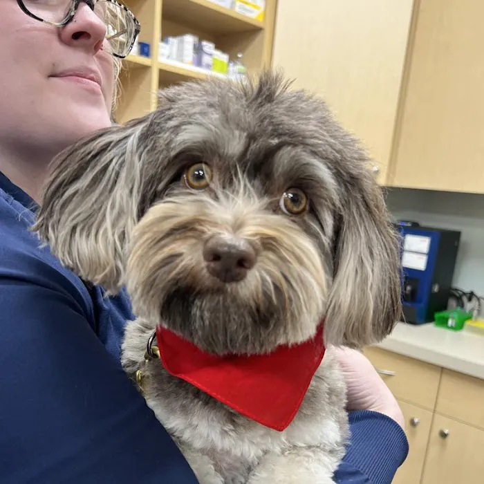 Carmel Pet Wellness Clinic Picture 9