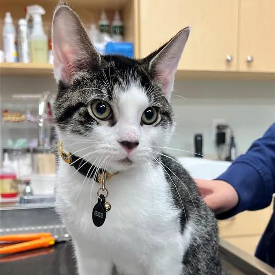 Carmel Pet Wellness Clinic Picture 3