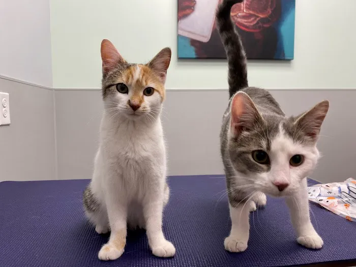 Carmel Veterinary Clinic Picture 4