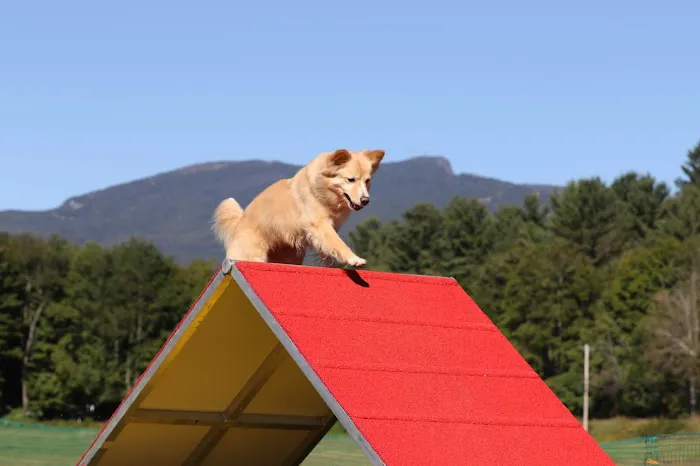 Carmel Veterinary Clinic Picture 2