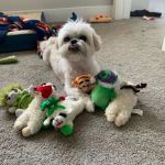 Carter Veterinary Medical Center