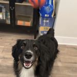 Veterinary Behavior of Indiana