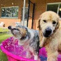 VCA Village Park Animal Hospital and Range Pet Lodge ico
