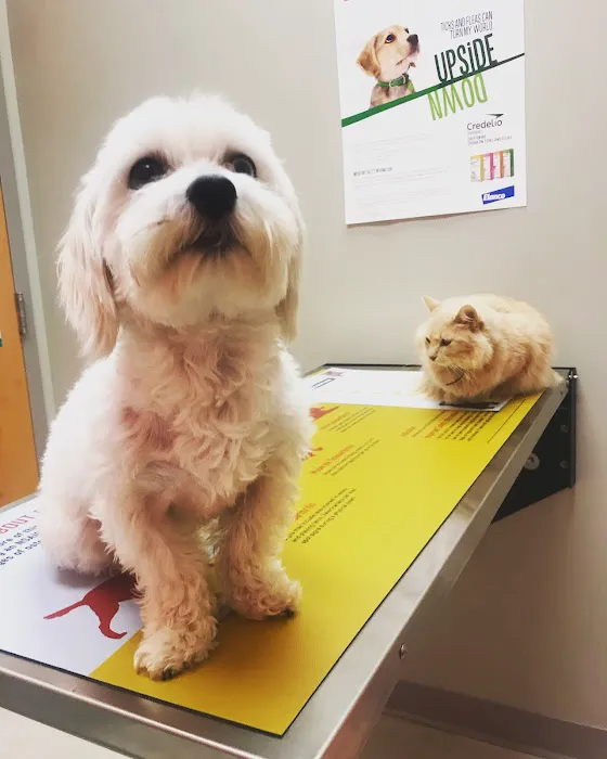 PetVet Animal Hospital Picture 2