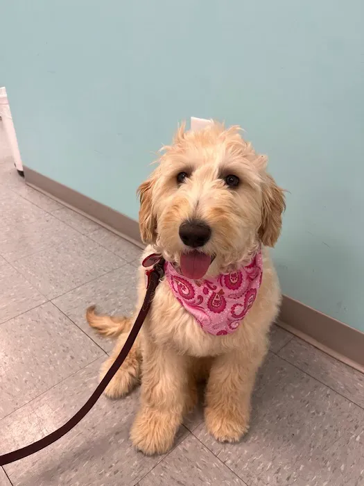 VetCheck Pet Urgent Care Center - Fishers IN Picture 5