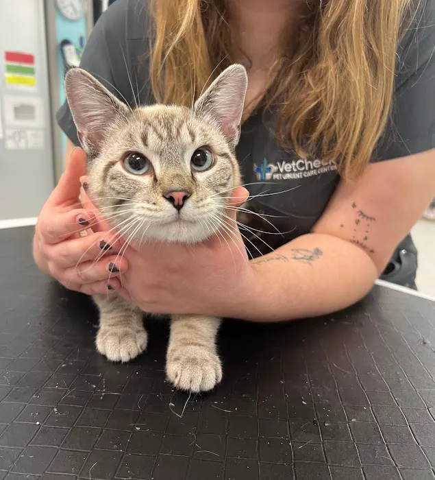 VetCheck Pet Urgent Care Center - Fishers IN Picture 6