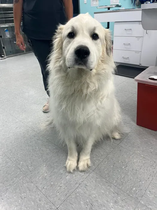 VetCheck Pet Urgent Care Center - Fishers IN Picture 8