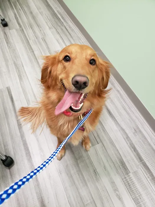 VetCheck Pet Urgent Care Center - Fishers IN Picture 7