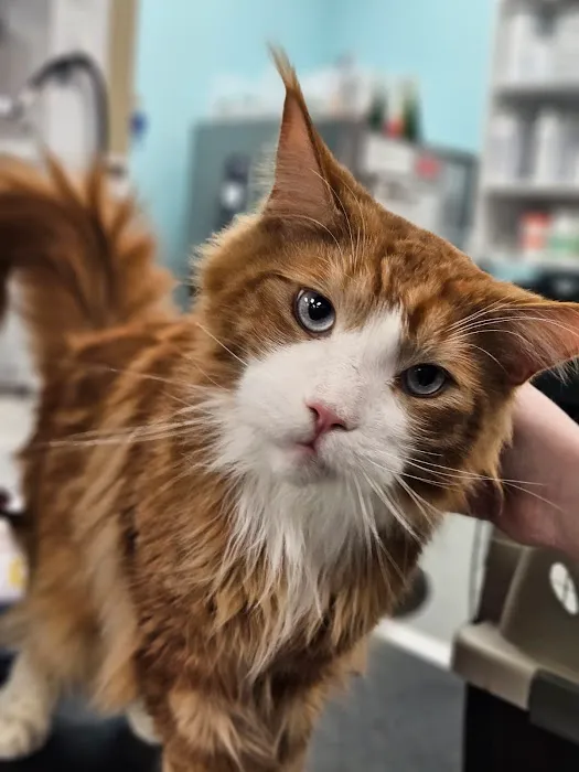VetCheck Pet Urgent Care Center - Fishers IN Picture 9