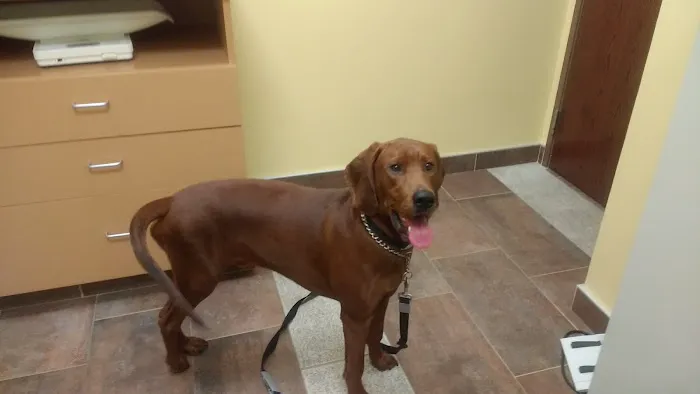 VCA Stoney Creek Animal Hospital Picture 5