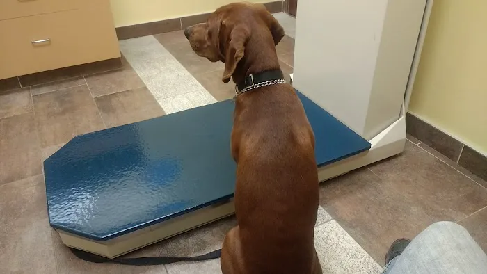 VCA Stoney Creek Animal Hospital Picture 7
