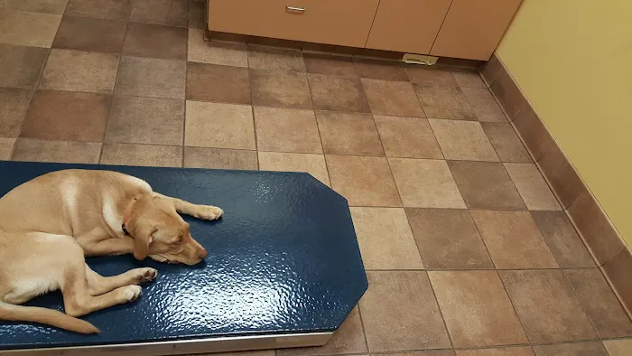 VCA Stoney Creek Animal Hospital Picture 3