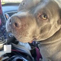 Franklin Animal Clinic ico