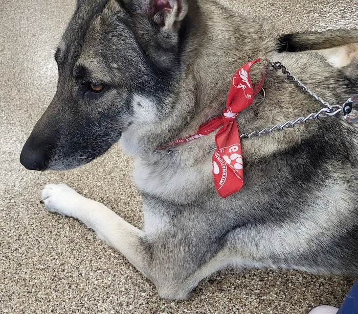 Franklin Animal Clinic Picture 2