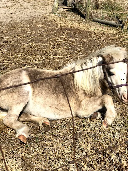 Sixth Day Veterinary Practice Picture 3