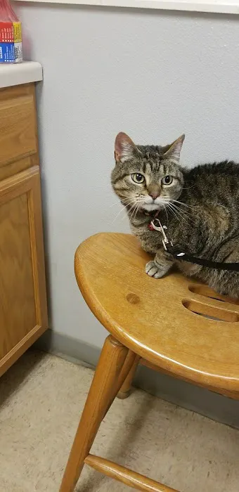 Animal Hospital of Martinsville Picture 1