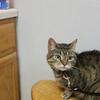 Animal Hospital of Martinsville ico