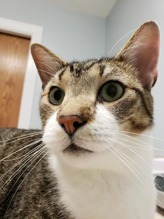 Tender Loving Care Animal Hospital Picture 4