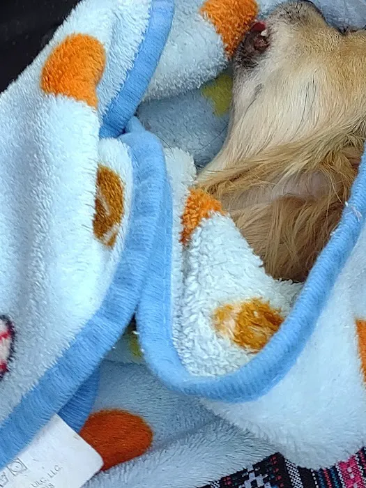 Eminence Animal Hospital Picture 4