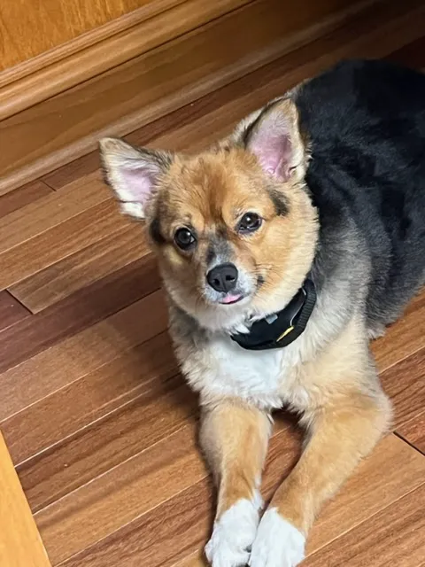 Shelton Veterinary Care Picture 3