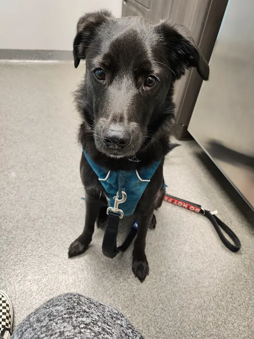 Shelton Veterinary Care Picture 10