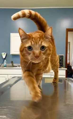 Shelton Veterinary Care Picture 7