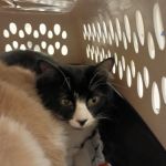Hillview Veterinary Clinic