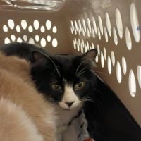 Hillview Veterinary Clinic ico
