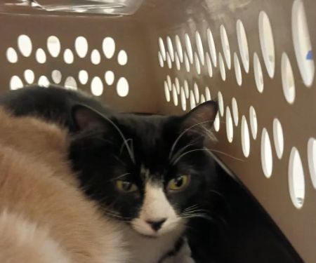Hillview Veterinary Clinic