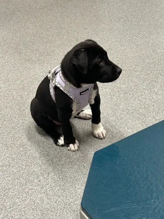 Ingalls Pet Wellness Clinic Picture 5